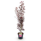 Acer palmatum Atropurpureum, kenmerkend blad