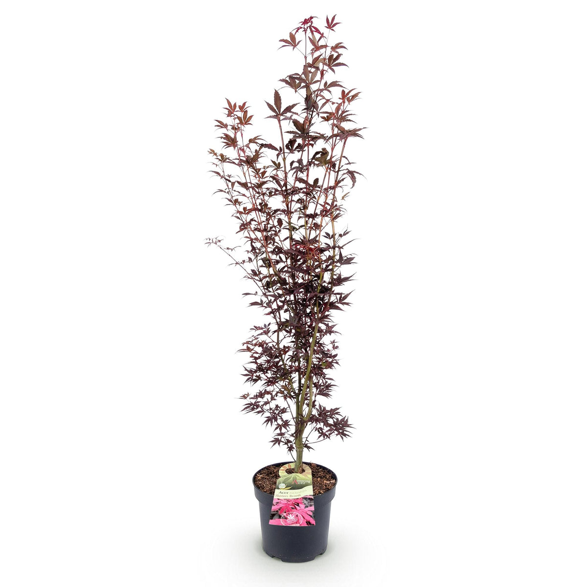 Acer palmatum Atropurpureum, kenmerkend blad