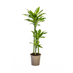 Dracaena Fragrans Golden Coast, plant in pot