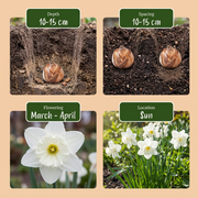 Trompetnarcis &