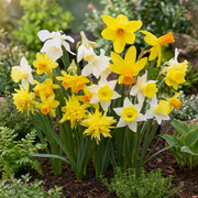 Botanische narcissenmix bloembollen, geel en wit, foto 2