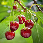 Prunus avium Regina