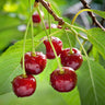Prunus avium Regina