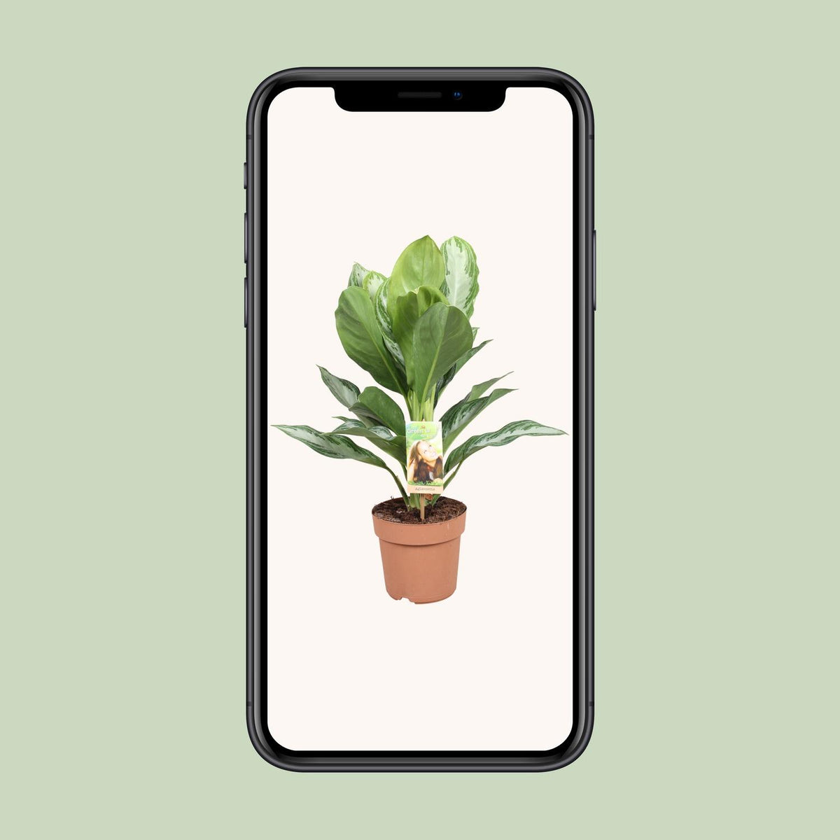 Aglaonema Silver Bay - Chinese Evergreen, groene bladeren