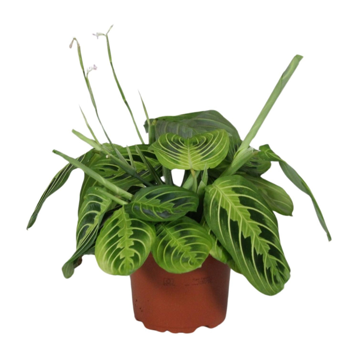 Productfoto van Maranta Leuconeura Fascinator Lemon Lime