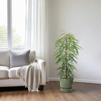 Productfoto van Ficus Binnendijkii Alii