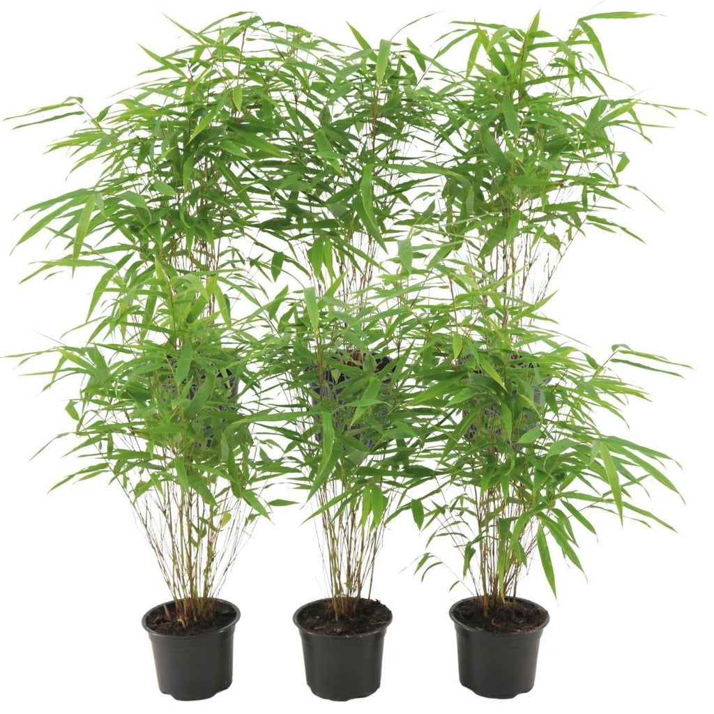 Productafbeelding van Pureplant