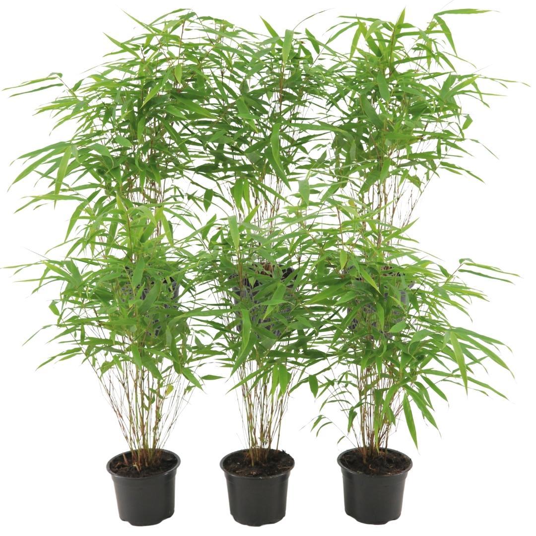 Productafbeelding van Pureplant