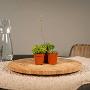 Succulenten mix, pot 5,5 cm