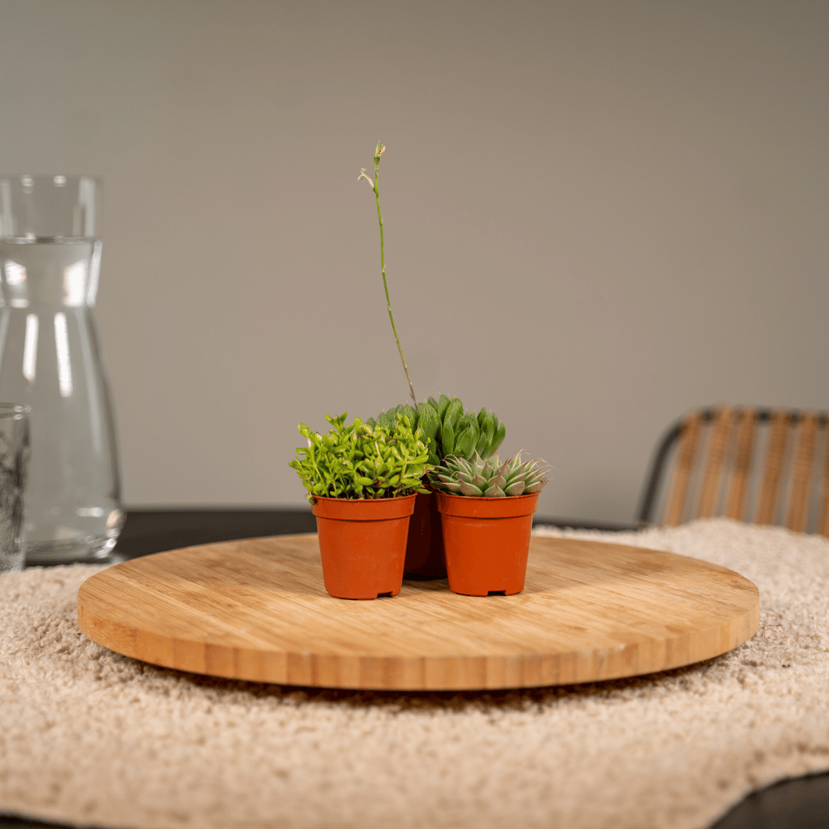 Productafbeelding van Pureplant