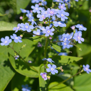 Brunnera macrophylla