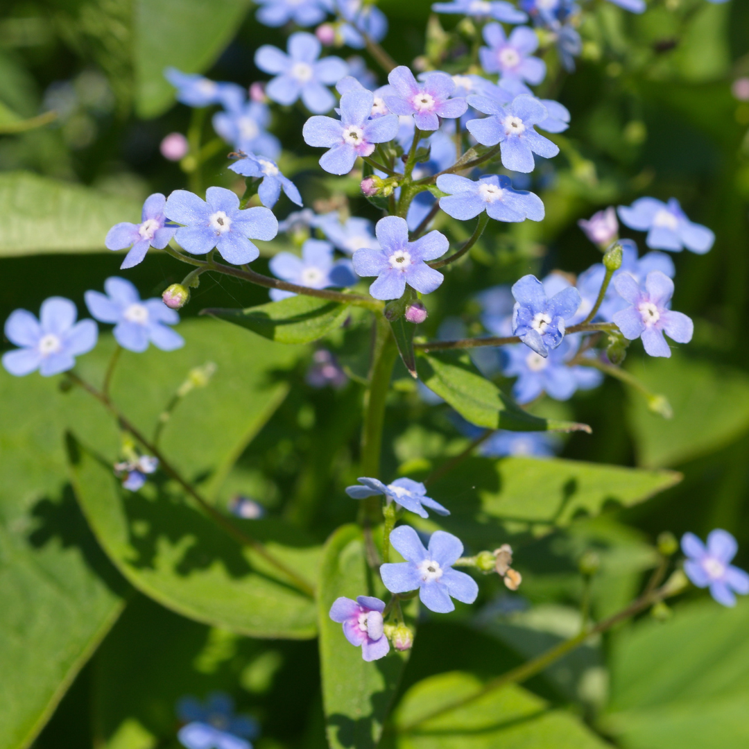 Brunnera macrophylla, kenmerkend blad