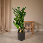 Productfoto van ZZ-plant Zamioculcas zamiifolia, glanzend blad, 70 cm hoog