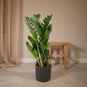 ZZ-plant Zamioculcas zamiifolia, glanzend blad, 70 cm hoog