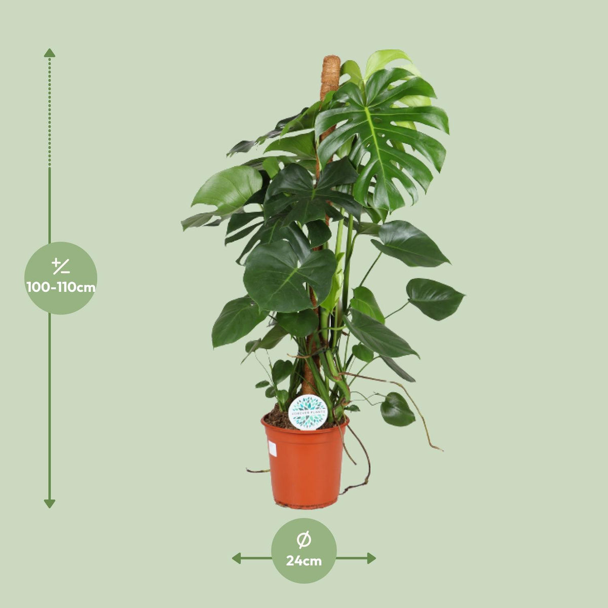 Detailfoto van Monstera Deliciosa