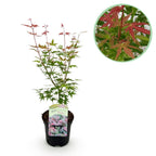 Japanse esdoorn Acer palmatum Phoenix, kenmerkend blad