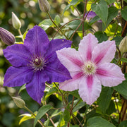 Clematis duo paars en roze - bosrank - set van 2 - Ø9 cm