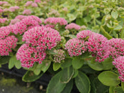 Sedum &