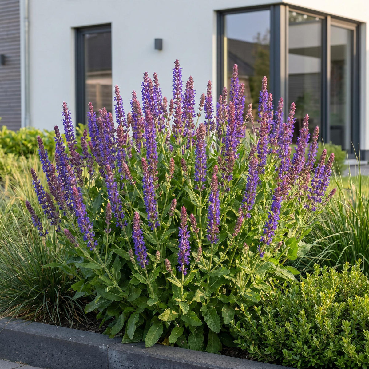 Salie nem. Sense Deepl Blue, groeiwijze van de plant