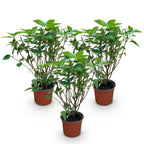 Pluimhortensia Limelight, geschikte tuinplant