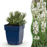 Vasteplant - Lavandula ang. Edelweiss - Lavendel - Geurend - Wit - 12 Planten - Pot 11cm - Hoogte 15-25cm