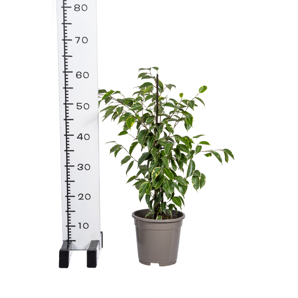 Productafbeelding van Pureplant