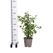 Ficus Benjamina Golden King