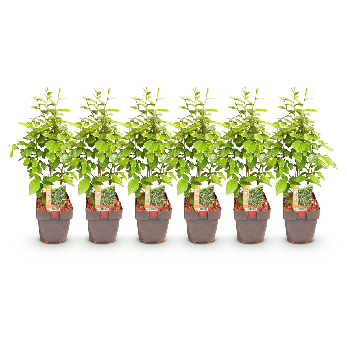 Carpinus betulus, plant voor tuin en border