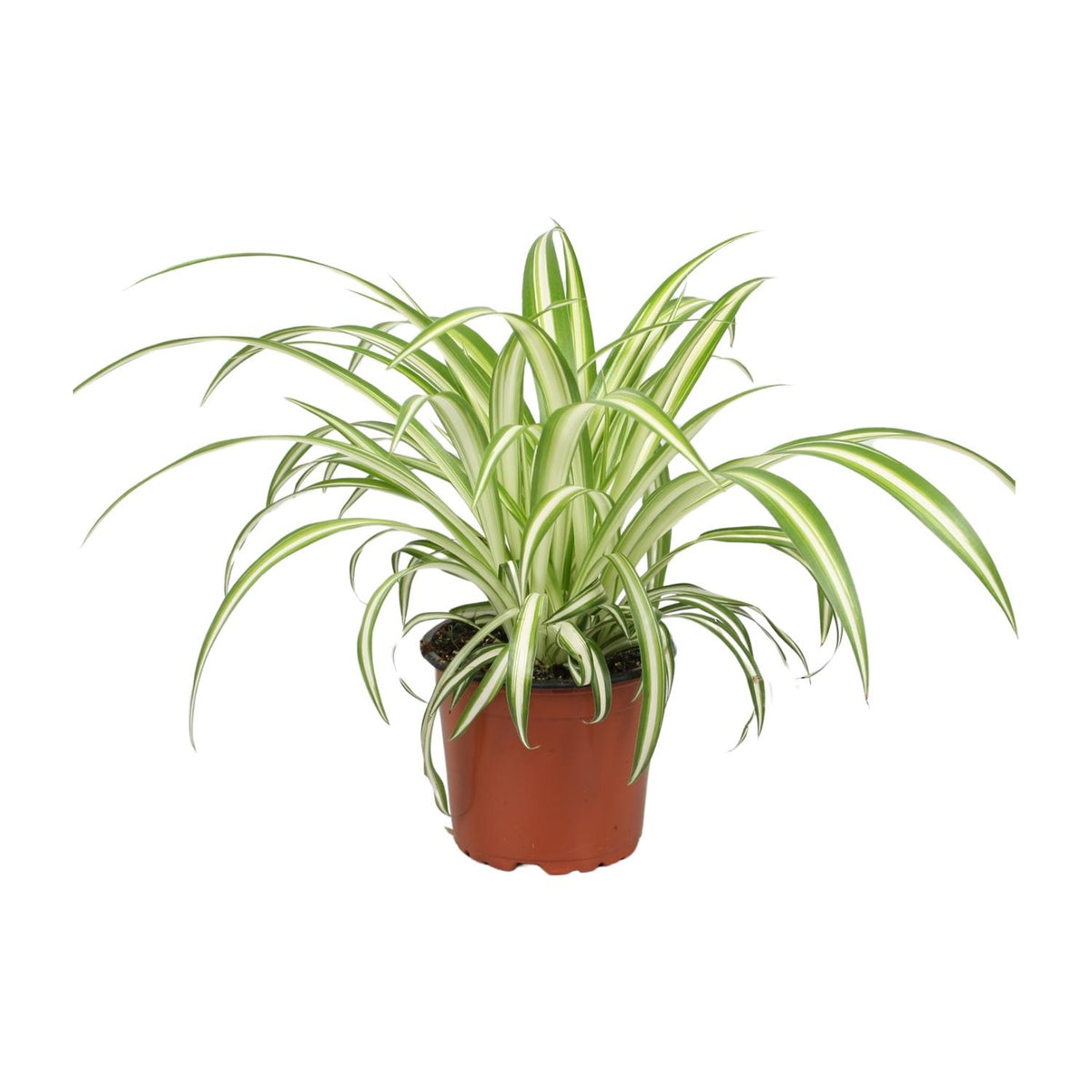 Productfoto van Chlorophytum