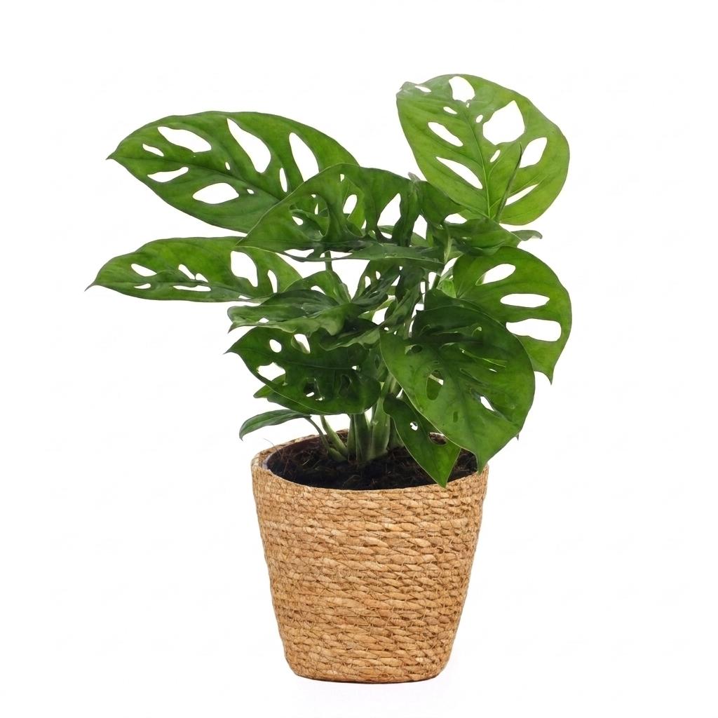 Monstera Adansonii - Rhaphidophora Tetrasperma met mand, detail van het blad