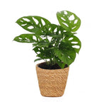Monstera Adansonii - Rhaphidophora Tetrasperma met mand, detail van het blad