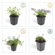 Campanula poscharskyana &