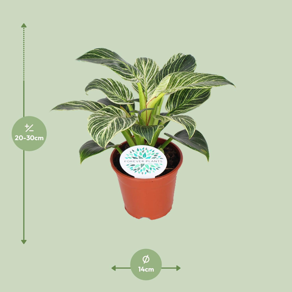 Detailfoto van Philodendron Birkin