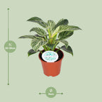 Detailfoto van Philodendron Birkin
