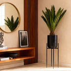 Cycas revoluta, 45-55 cm hoog, plant in pot
