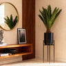 Cycas revoluta, 45-55 cm hoog