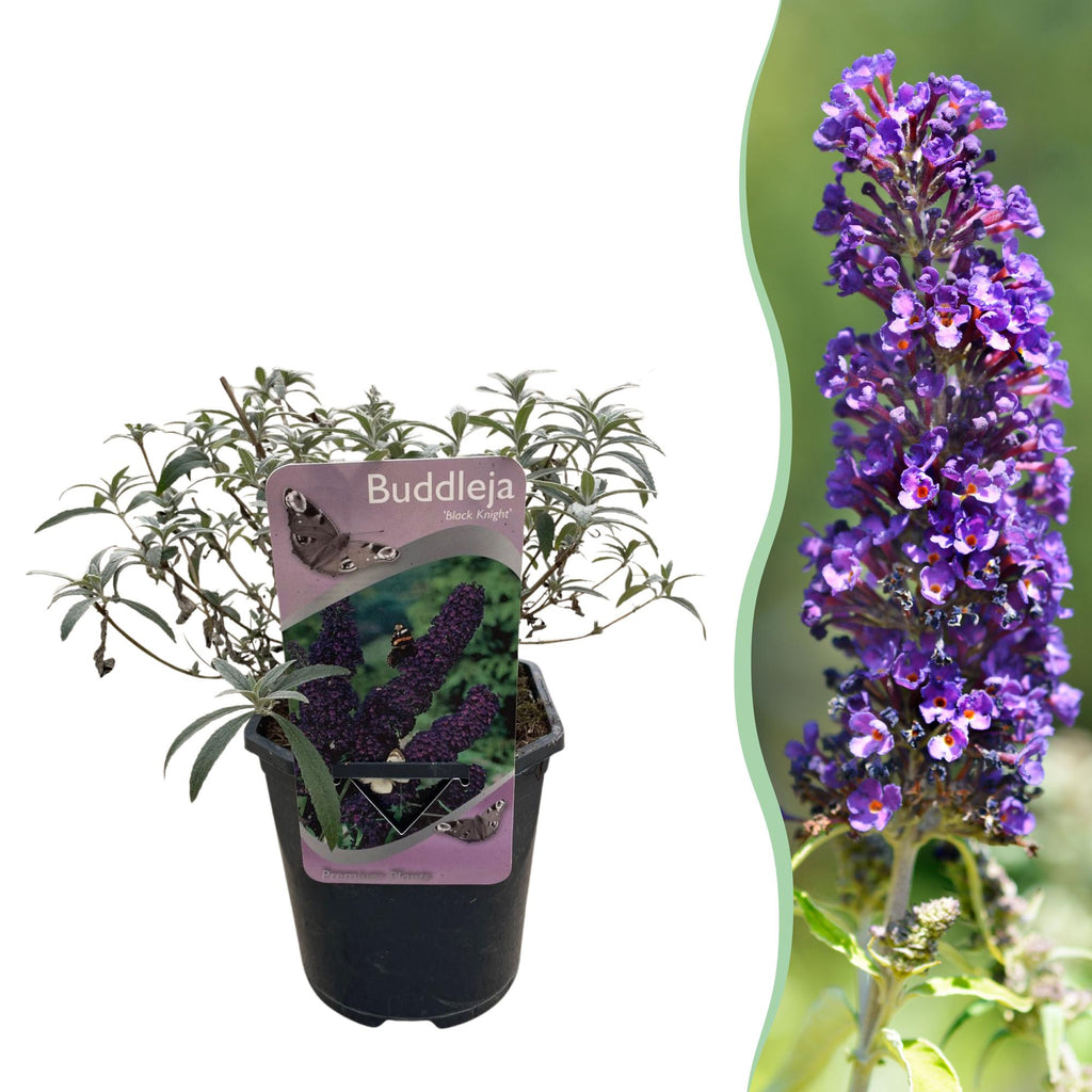 Buddleja davidii Black Night, plant in pot