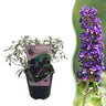 Buddleja davidii Black Night