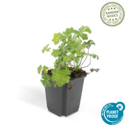 24x Geranium cant. &
