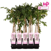 Wisteria floribunda &