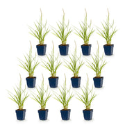 Pennisetum or. Fairy Tales - Lampenpoetsergras - Met Pluim - 12 Planten