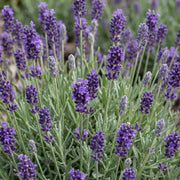 Lavandula ang. Munstead - Lavendel - Geurend - Paars - 6 Planten