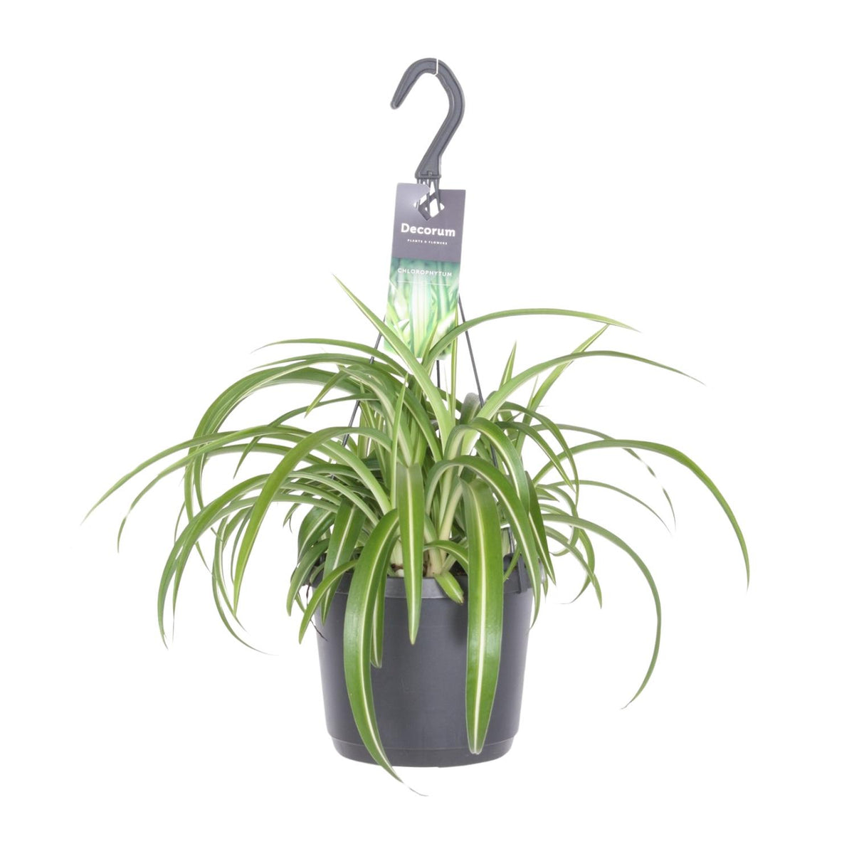 Productfoto van Chlorophytum Comosum Bonnie