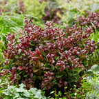 Leucothoe Curly Red, groene bladeren