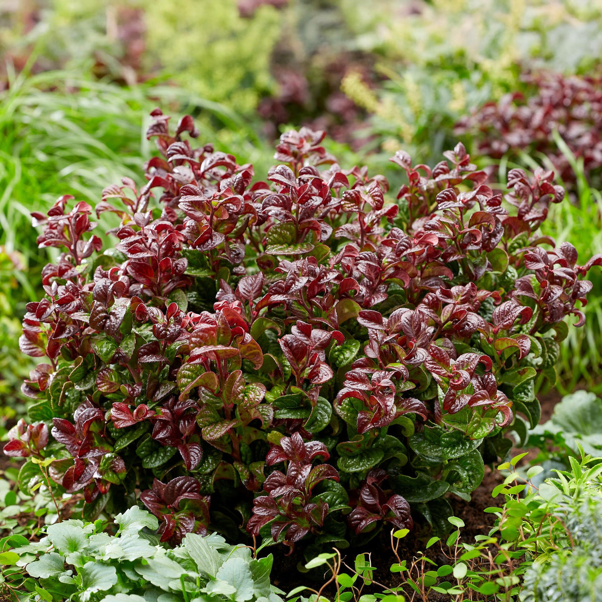 Leucothoe Curly Red, groene bladeren