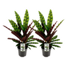 Calathea Lancifolia Insignis - 2 stuks