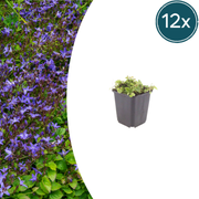Campanula poscharskyana