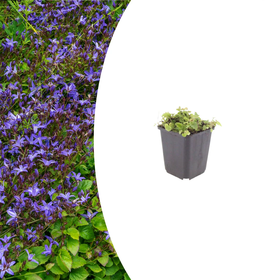 Campanula poscharskyana, groene bladeren