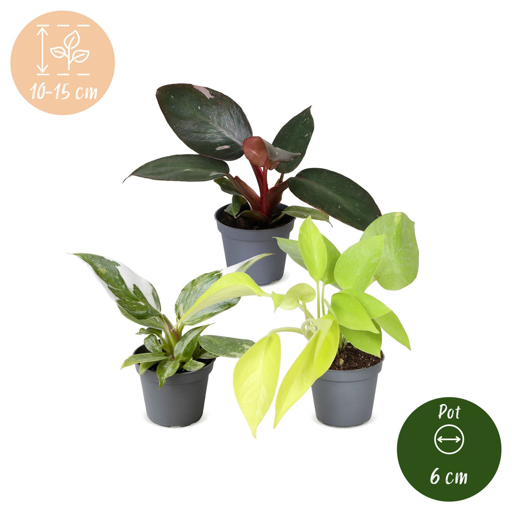 3x Baby Philodendron Tricolour - Wit - Roze - Geel - Groen - Tropisch - Ø6cm - ↕10-15cm, groeiwijze van de plant