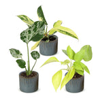 3x Baby Tropical Mix - Diversen - Tropisch - incl. Linnea Misty Blue - Ø6cm - ↕10-15cm, detail van het blad